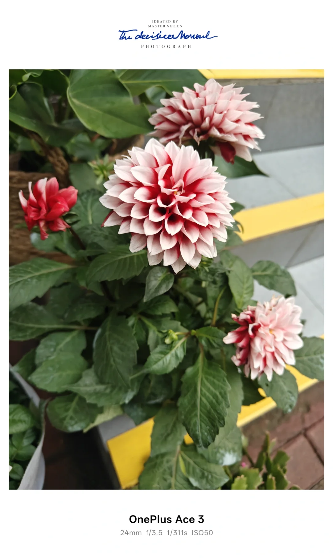 🌸 花开时节动京城，诗词里的花卉之美