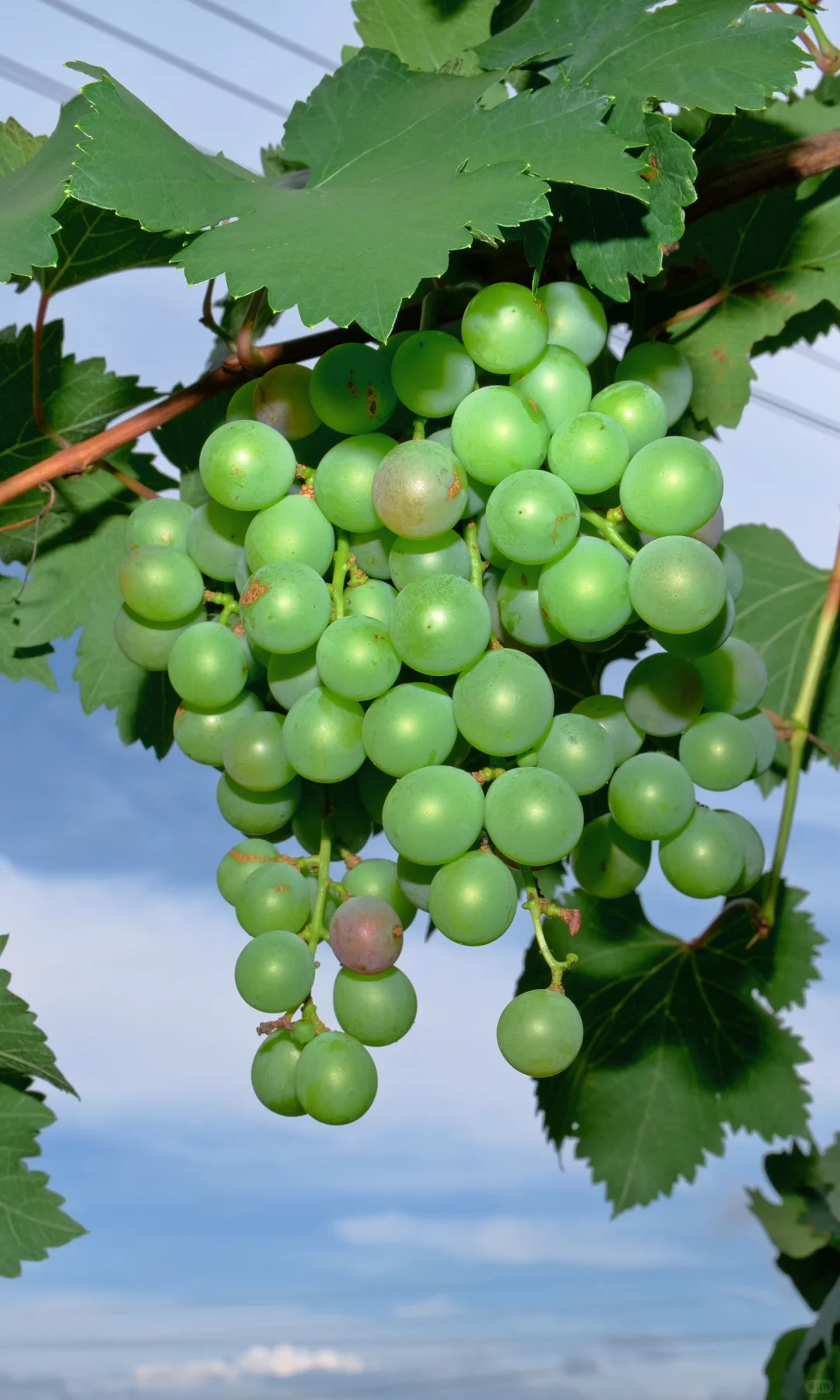 果实啊,我要赞美你!!!