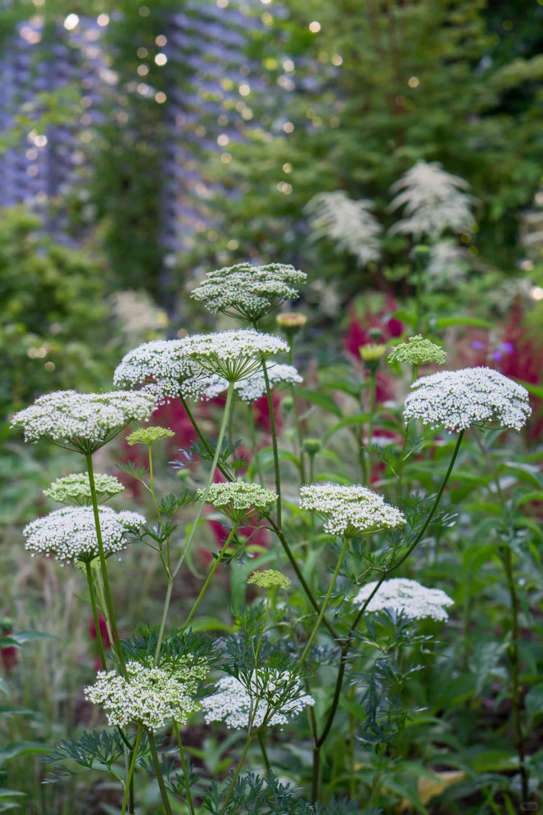 蕾丝花,实现切花自由的宝藏花!💐