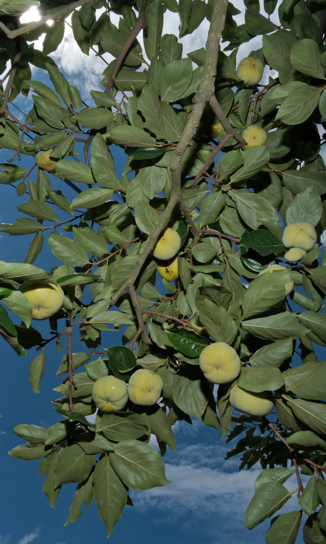 果实啊,我要赞美你!!!