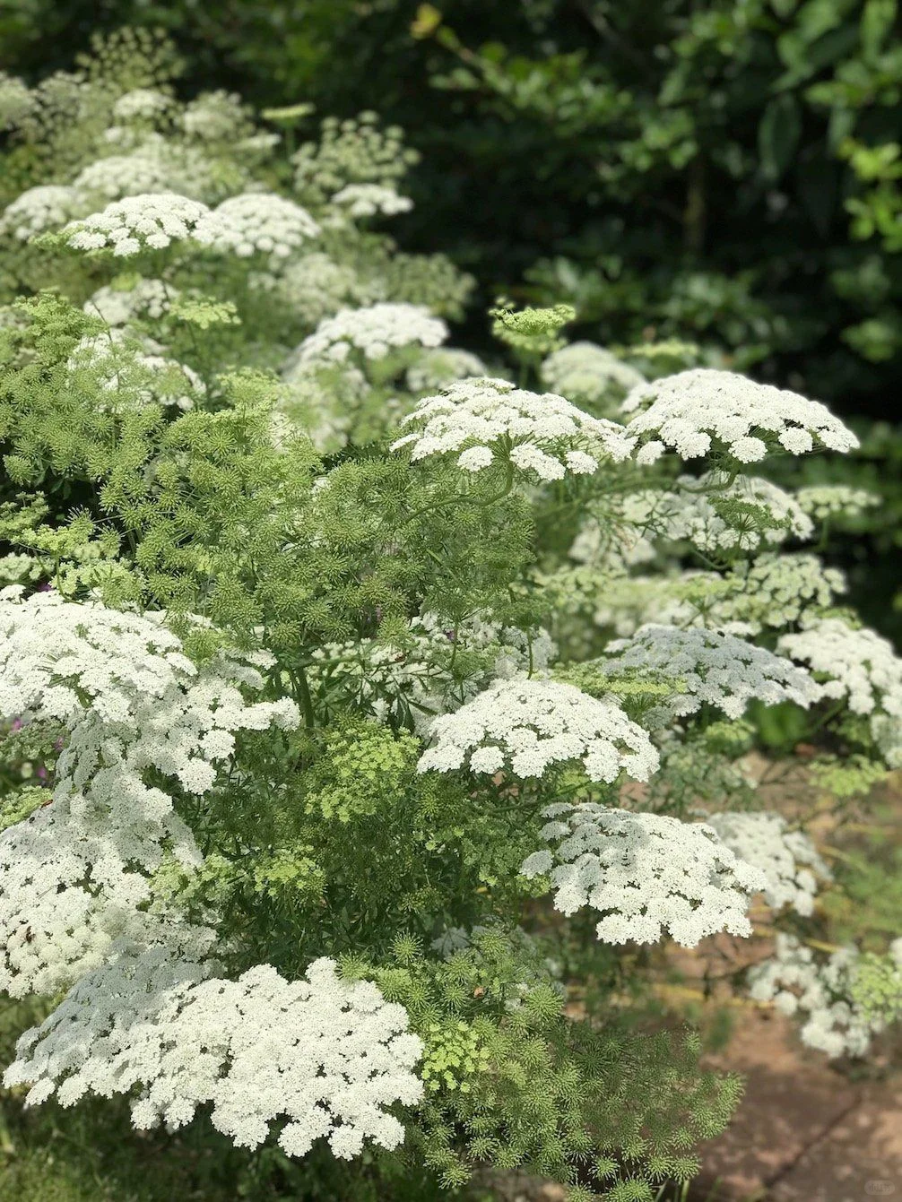蕾丝花,实现切花自由的宝藏花!💐