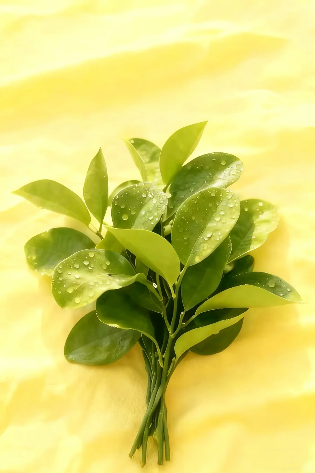 🌿 把好运装进口袋|绿柚叶主题壁纸分享