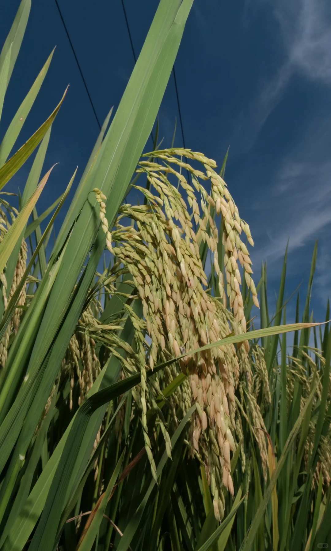 果实啊,我要赞美你!!!