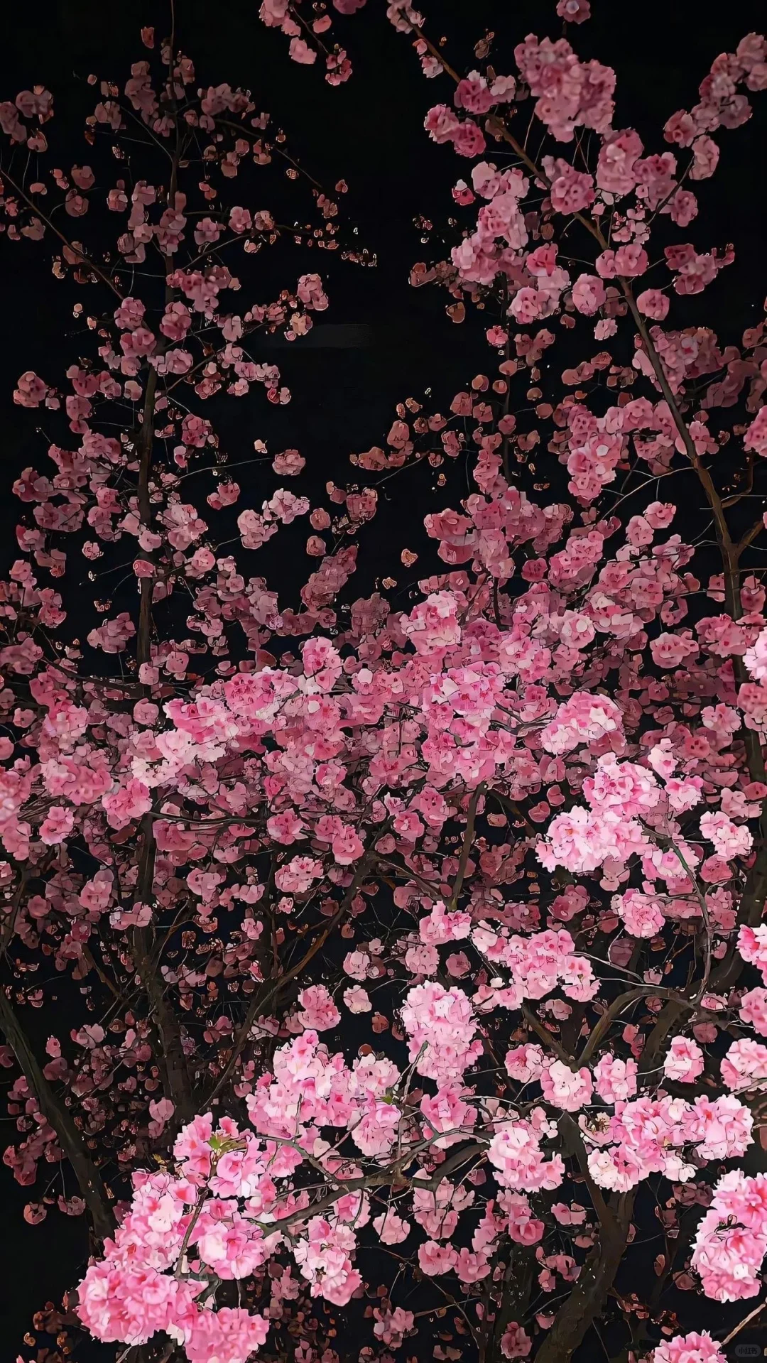 4k超清花朵🌺风景 景深壁纸