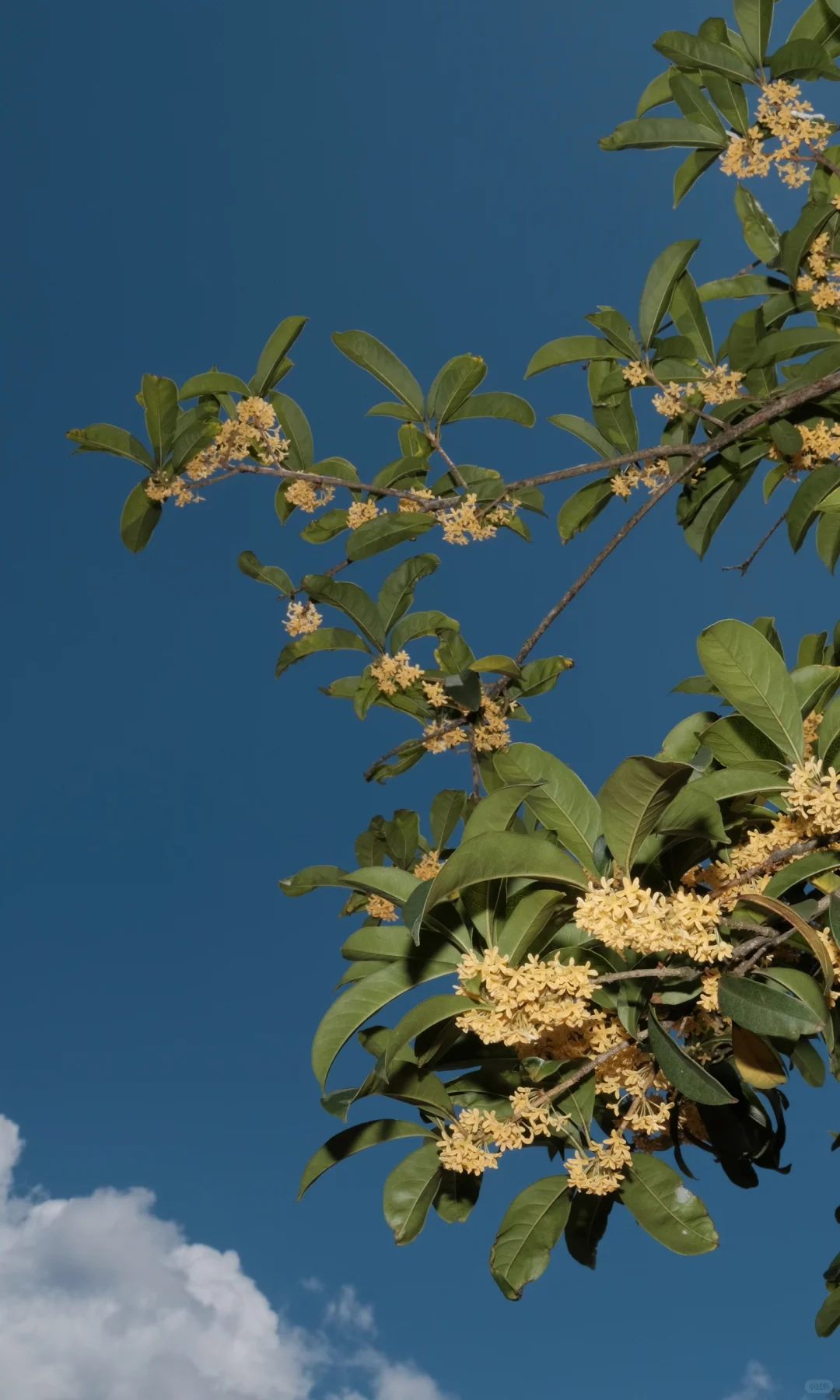 果实啊,我要赞美你!!!