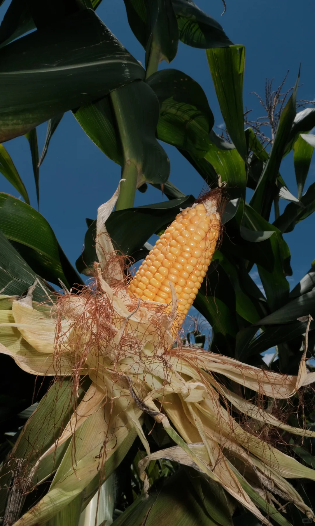 果实啊,我要赞美你!!!