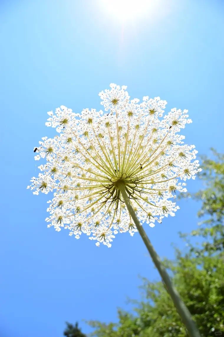 蕾丝花,实现切花自由的宝藏花!💐