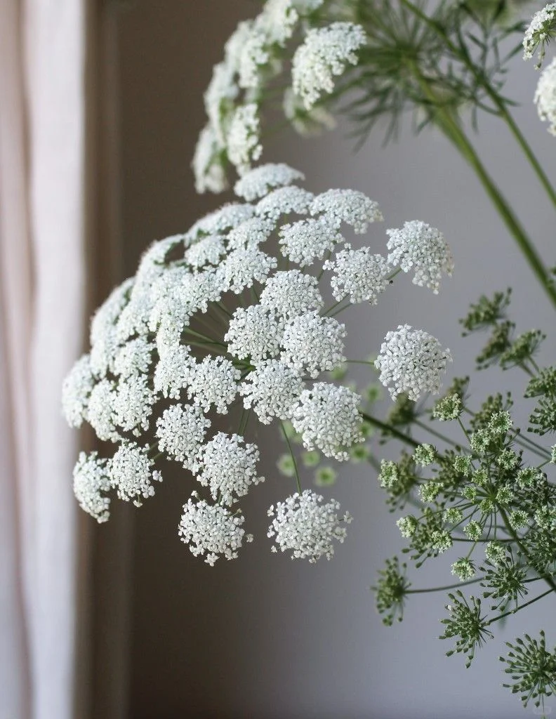 蕾丝花,实现切花自由的宝藏花!💐