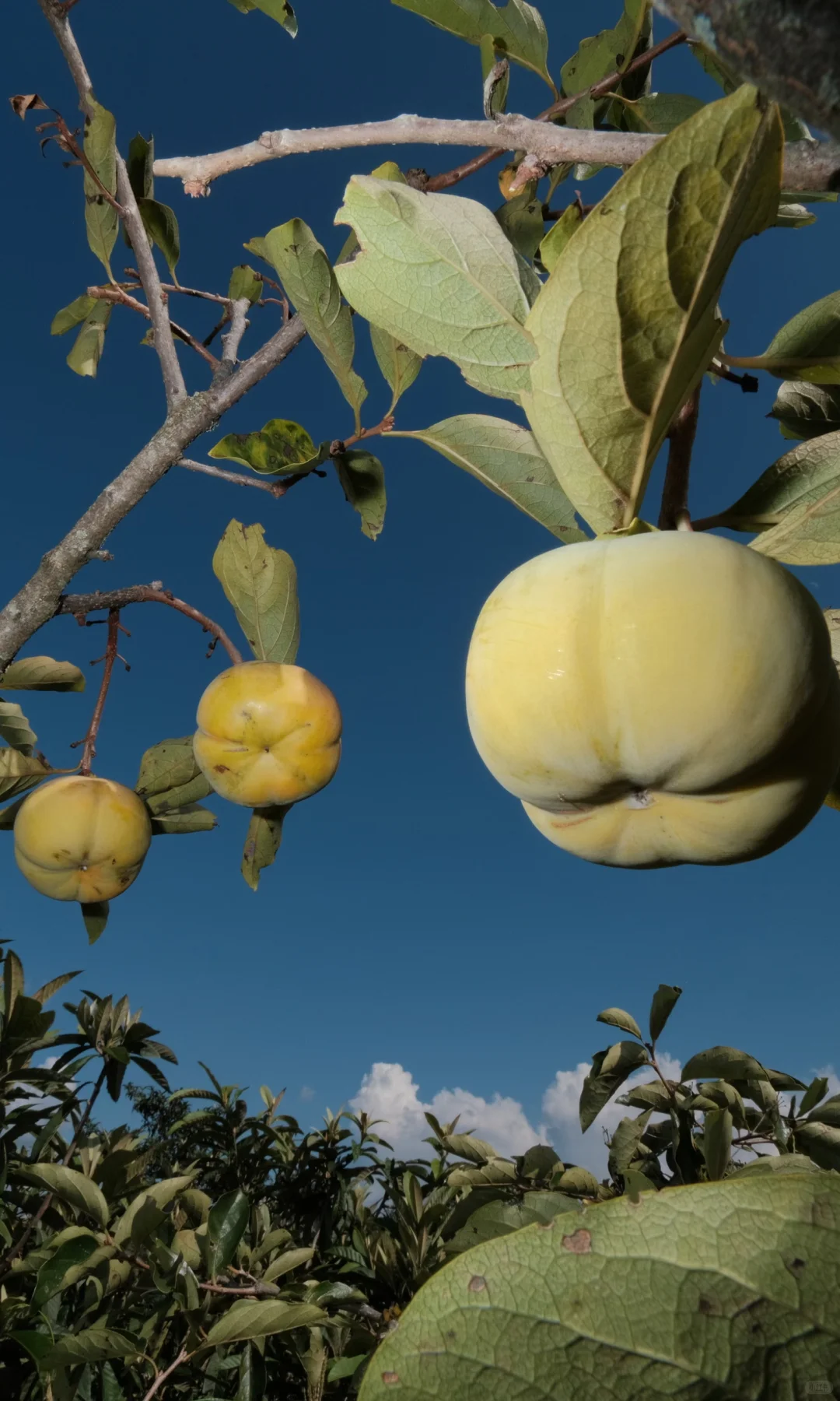 果实啊,我要赞美你!!!