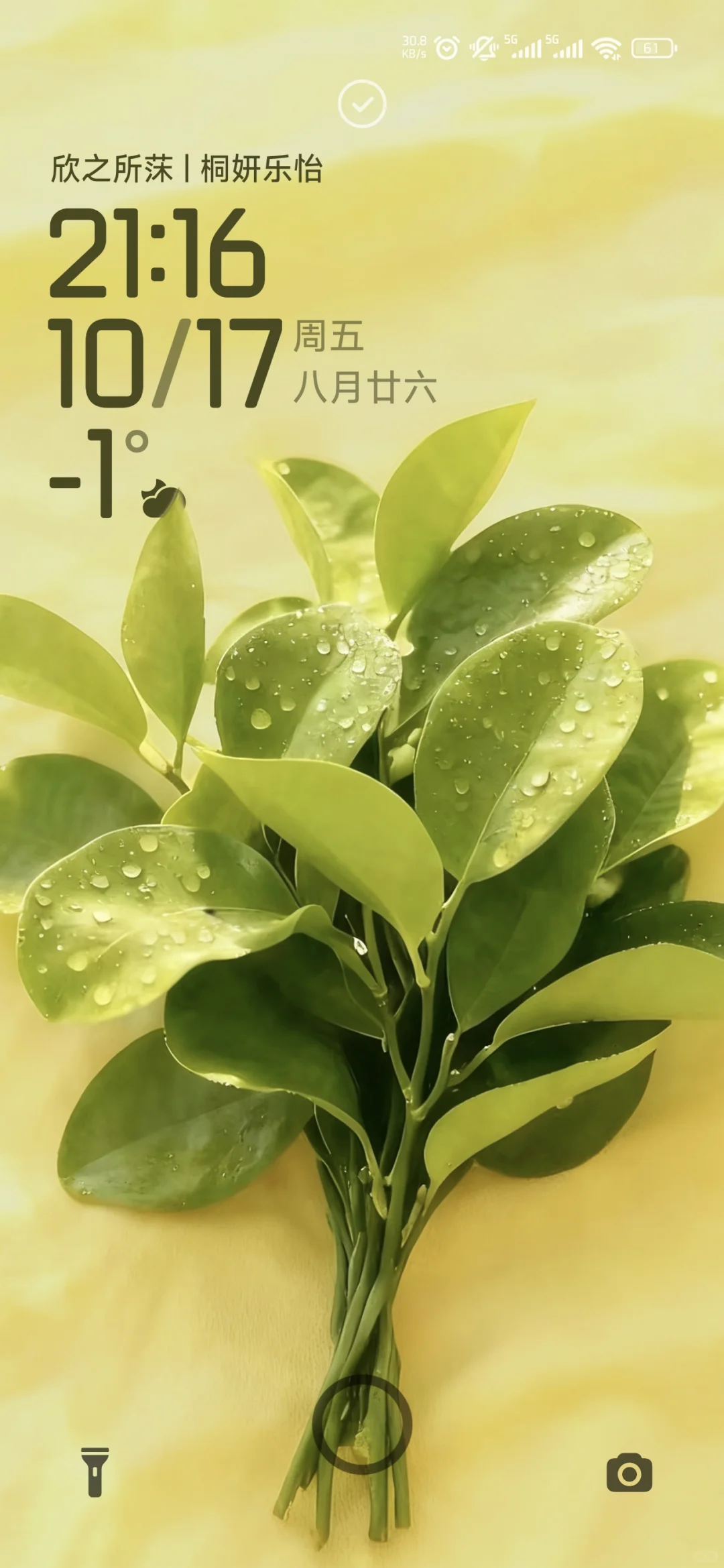 🌿 把好运装进口袋|绿柚叶主题壁纸分享