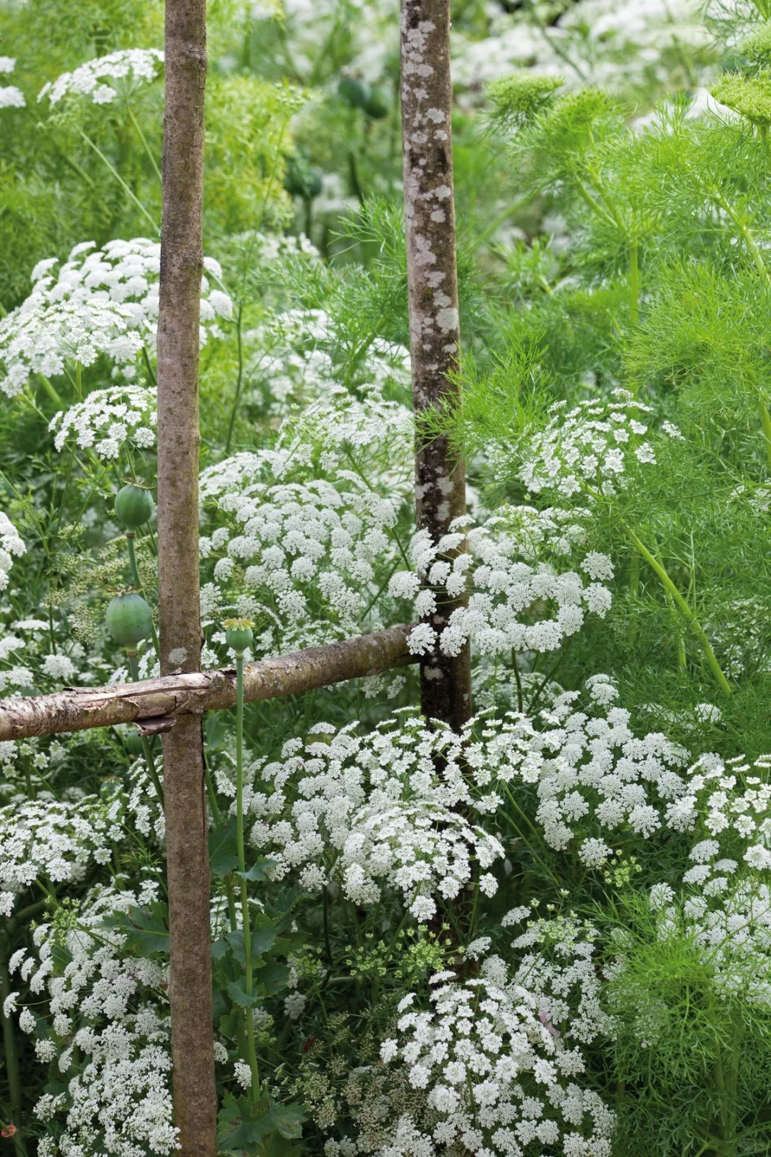 蕾丝花,实现切花自由的宝藏花!💐