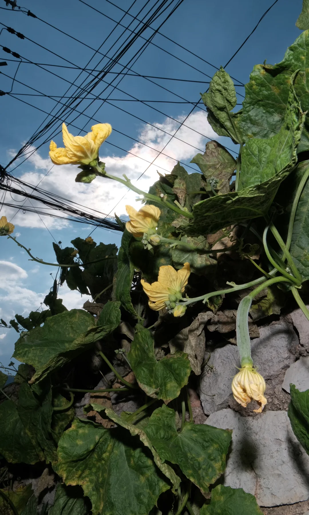 果实啊,我要赞美你!!!