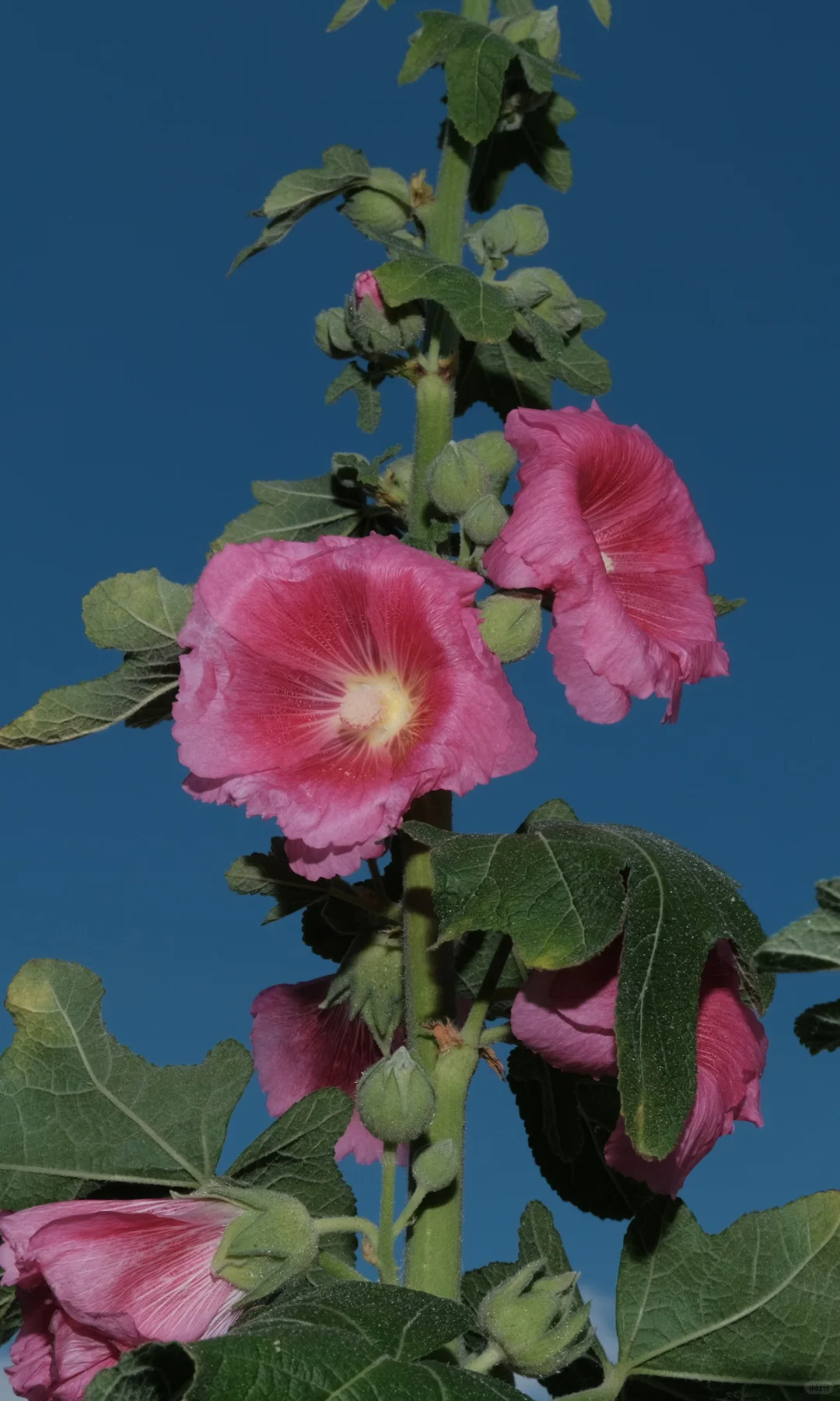 果实啊,我要赞美你!!!