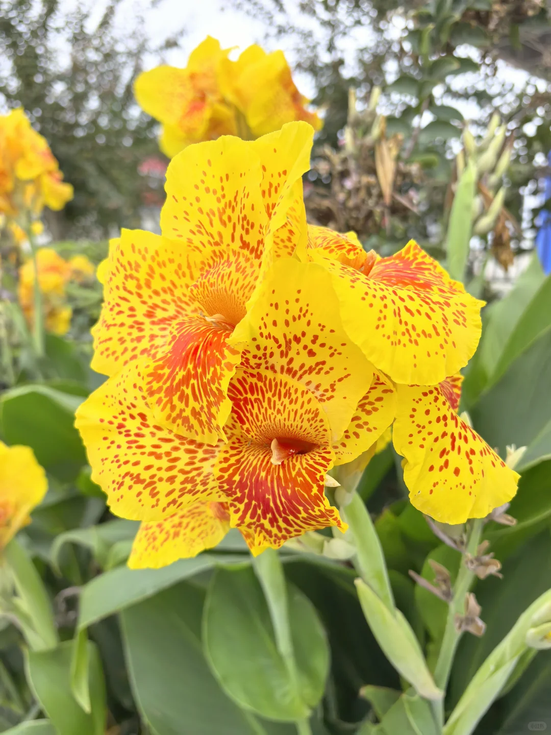 手机摄影|喜欢她如此娇艳诱人