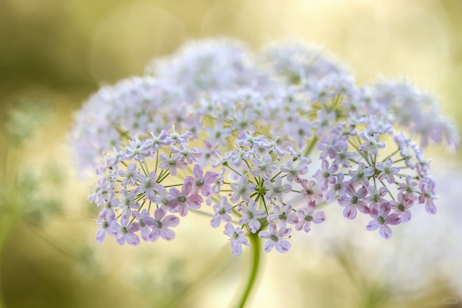蕾丝花,实现切花自由的宝藏花!💐