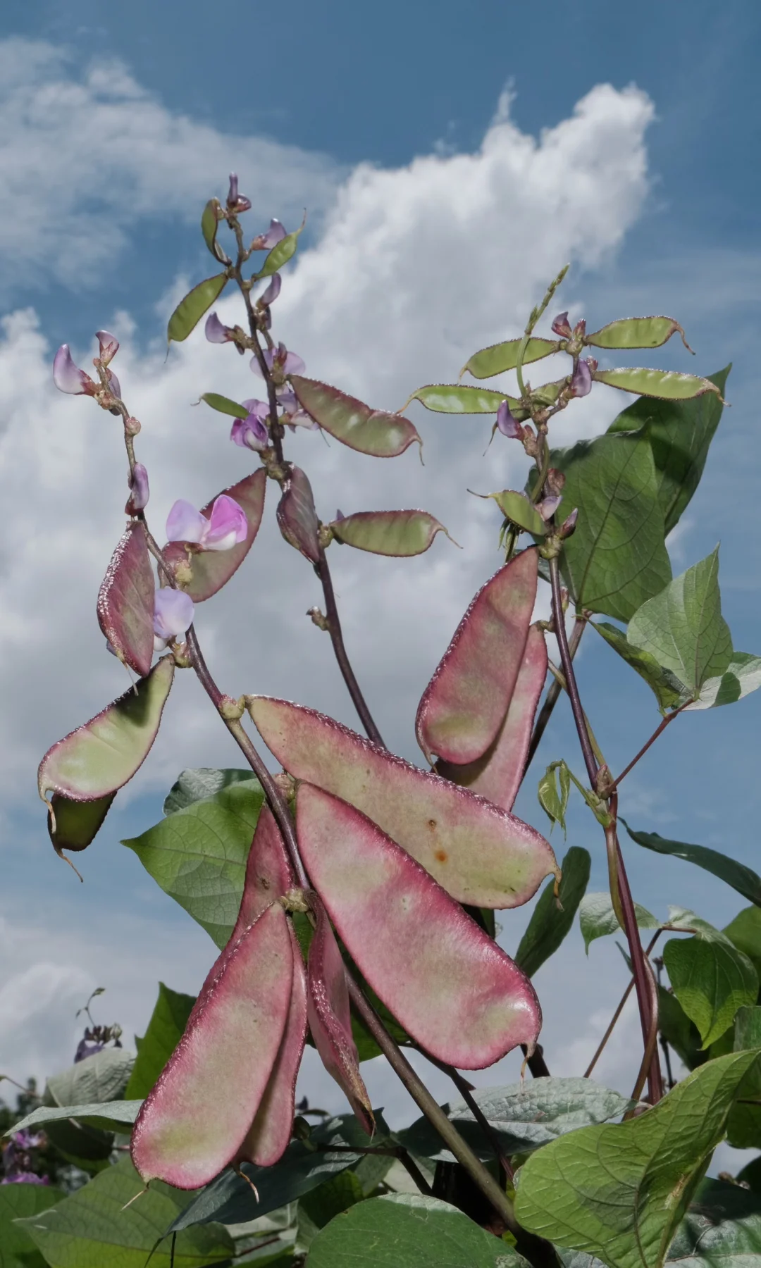 果实啊,我要赞美你!!!