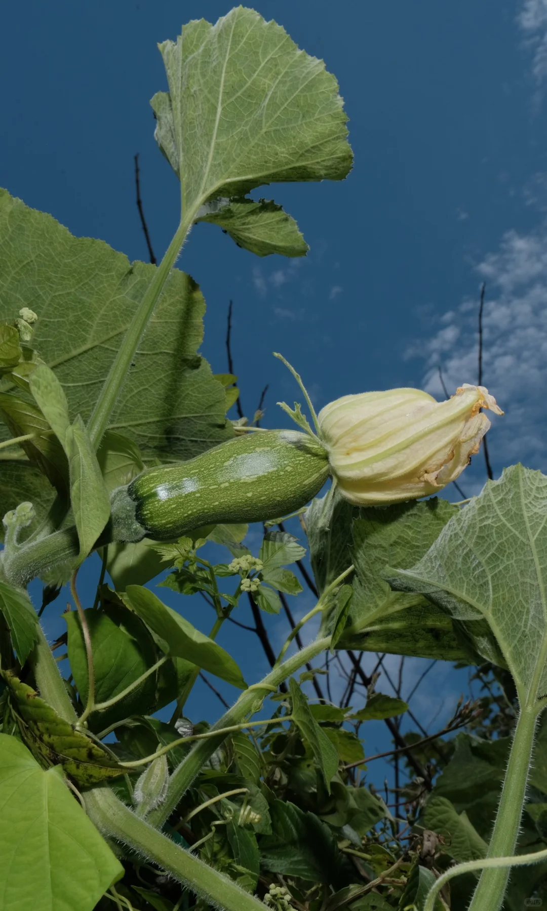 果实啊,我要赞美你!!!