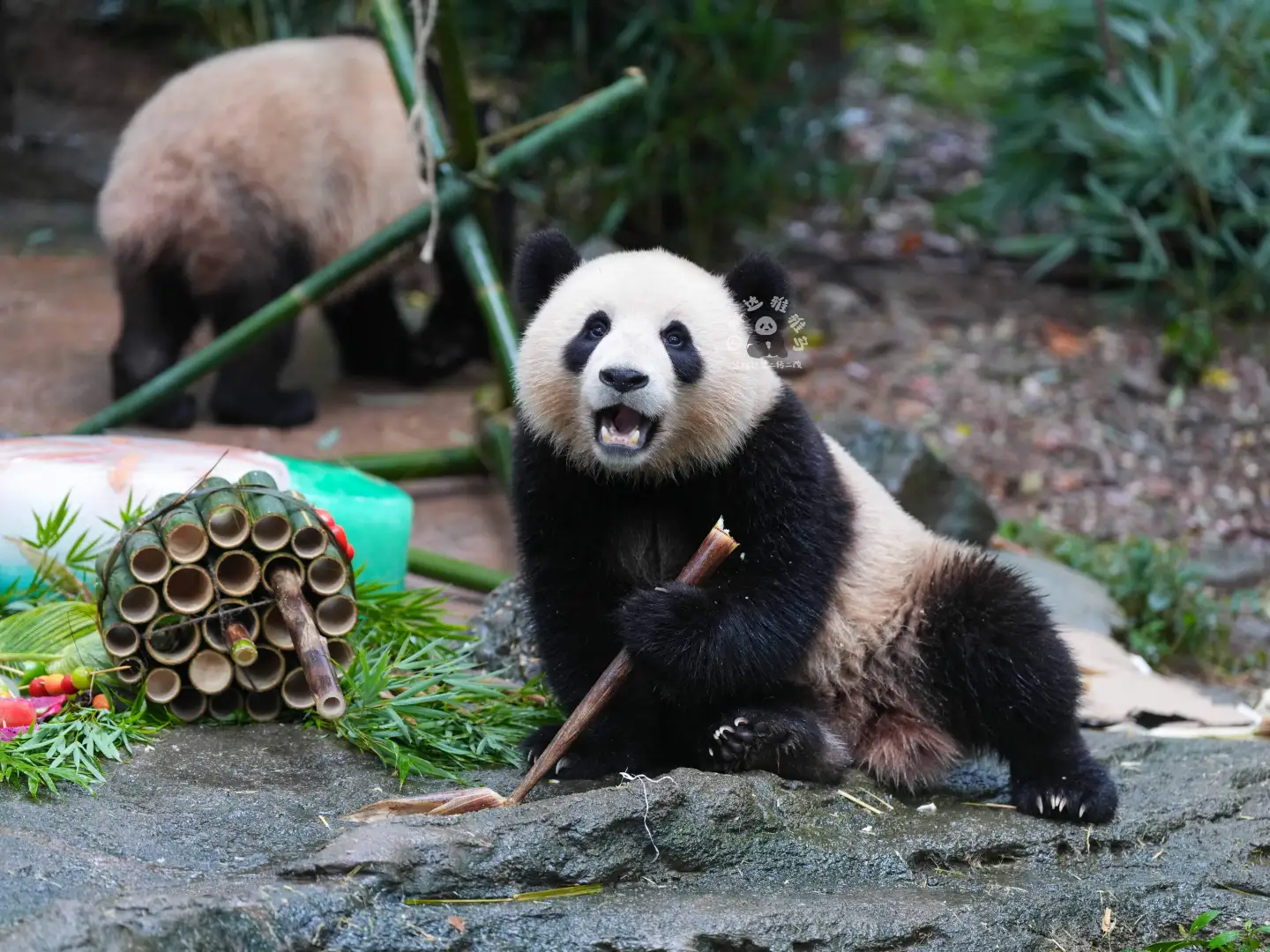 姿势有点妖娆哦