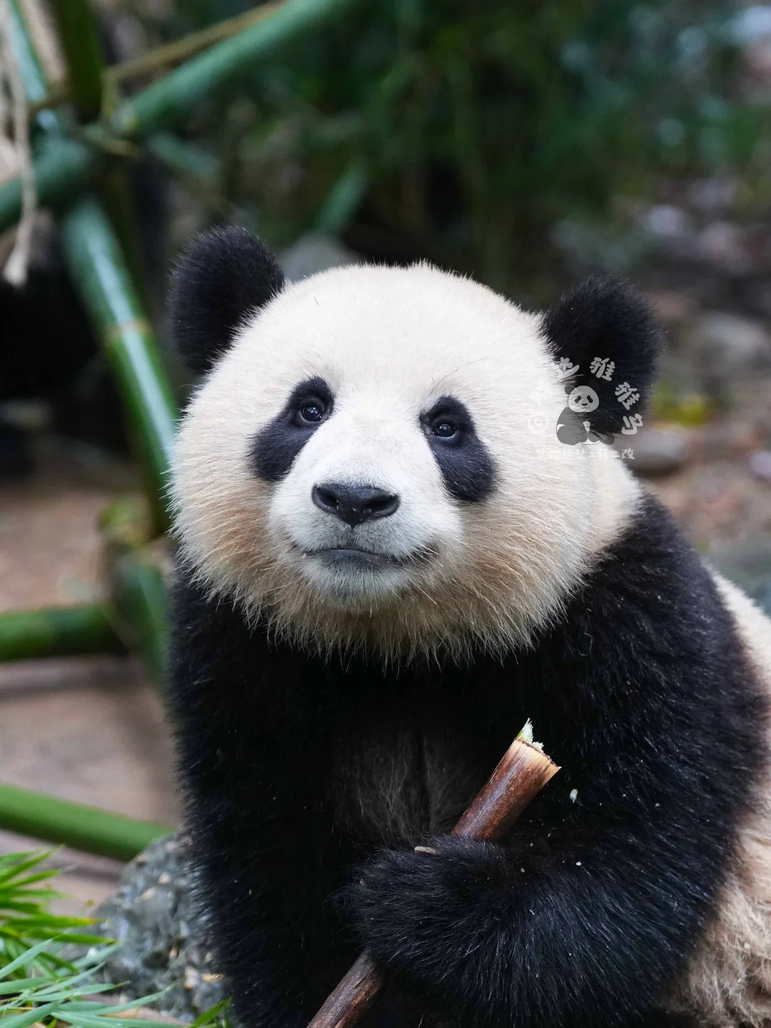 姿势有点妖娆哦