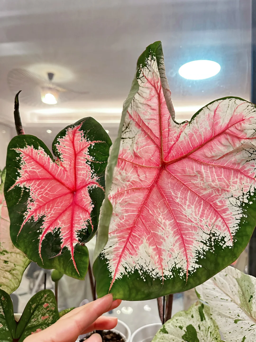 7月的彩叶芋雨林依旧妖娆