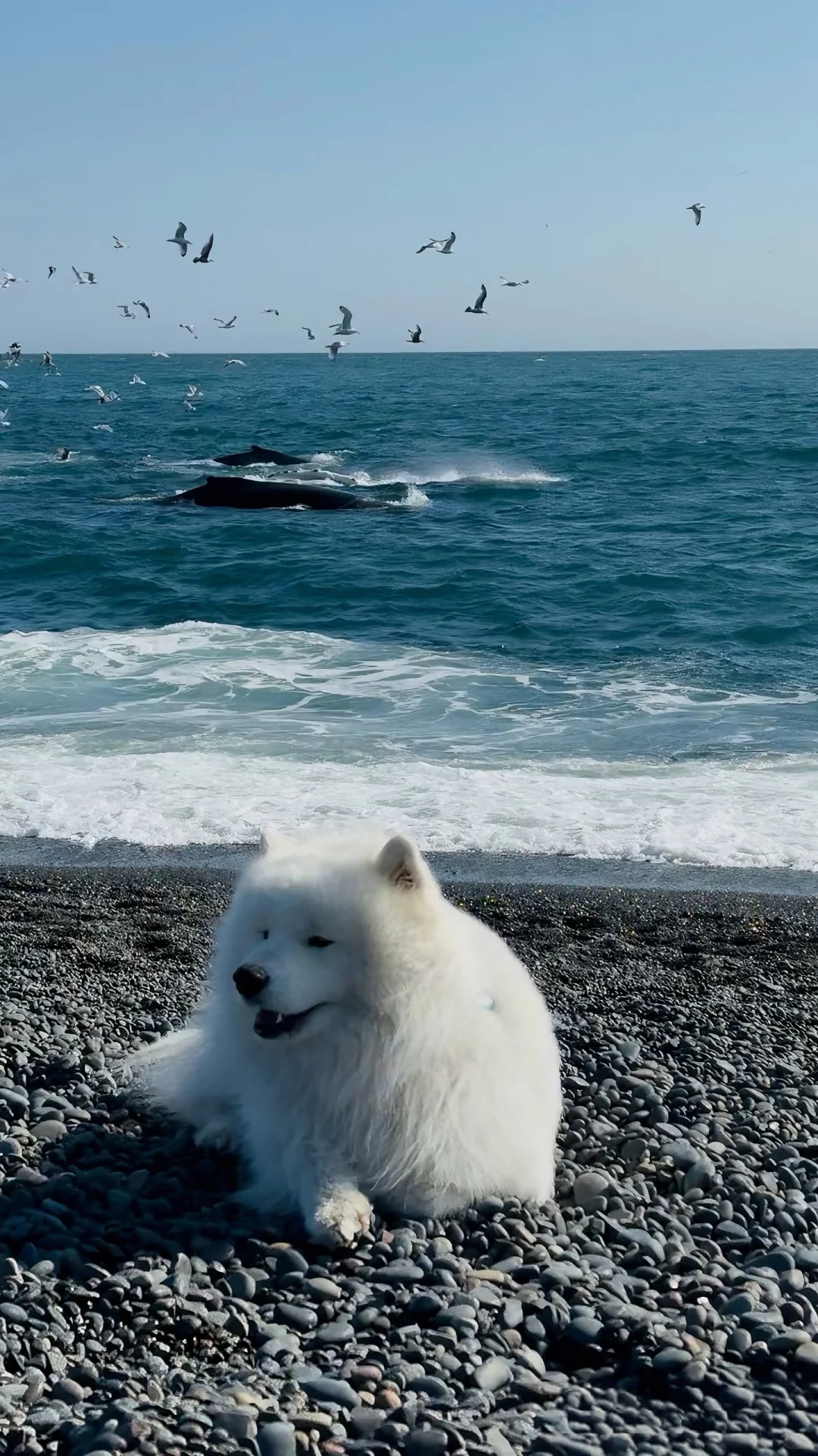 一些很喜欢的狗狗壁纸