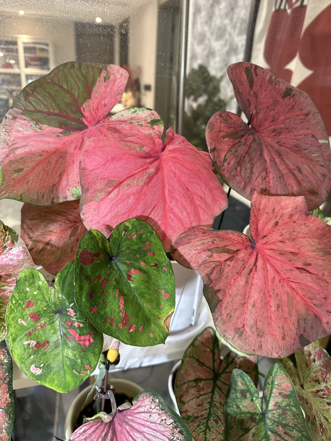 7月的彩叶芋雨林依旧妖娆