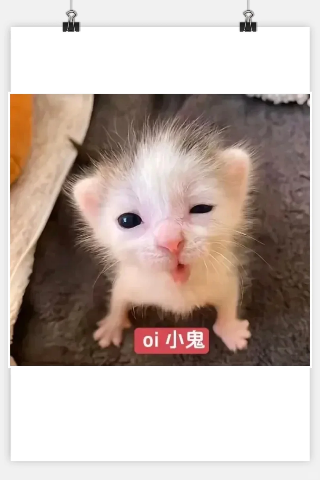 审美积累‖猫咪表情包‖小奶猫meme第一弹