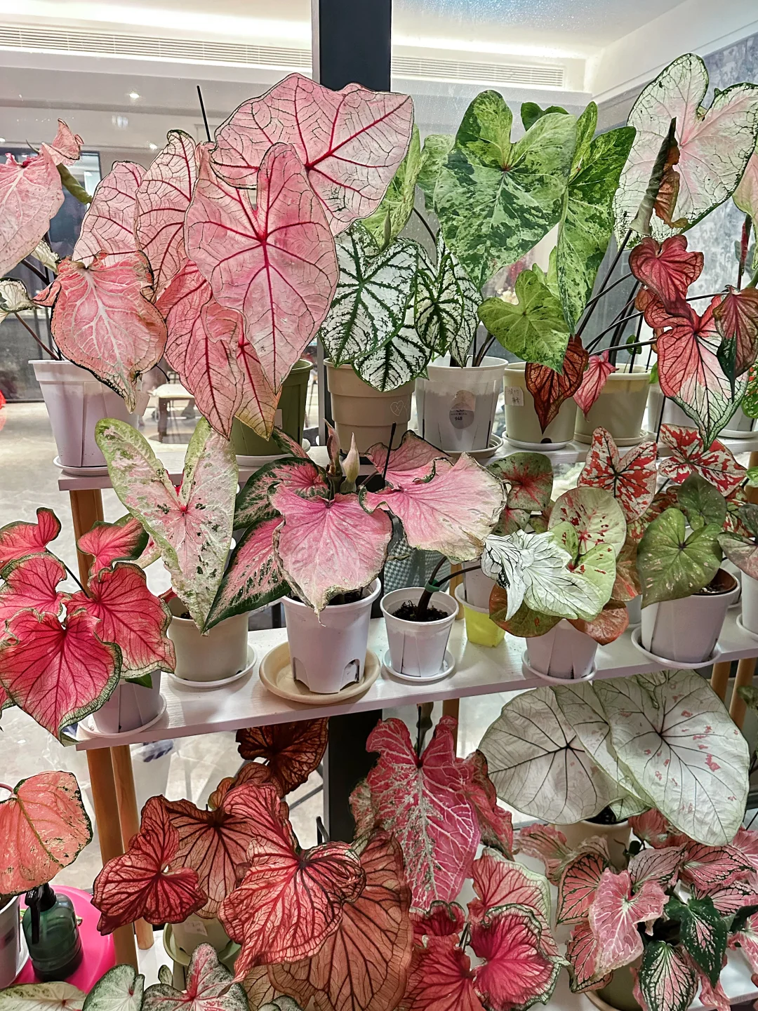 7月的彩叶芋雨林依旧妖娆