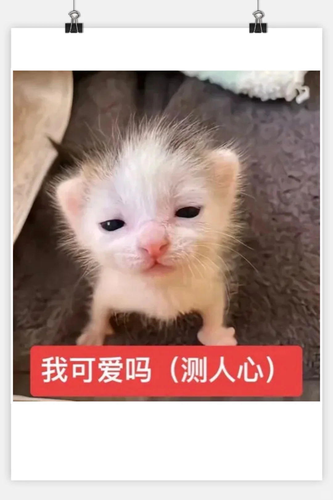 审美积累‖猫咪表情包‖小奶猫meme第一弹