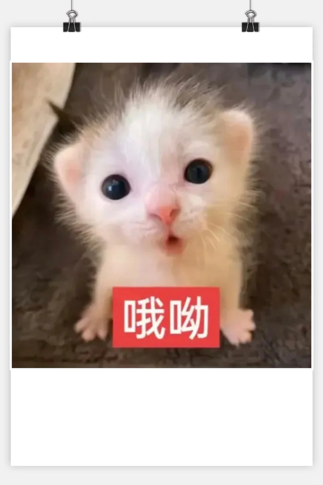 审美积累‖猫咪表情包‖小奶猫meme第一弹