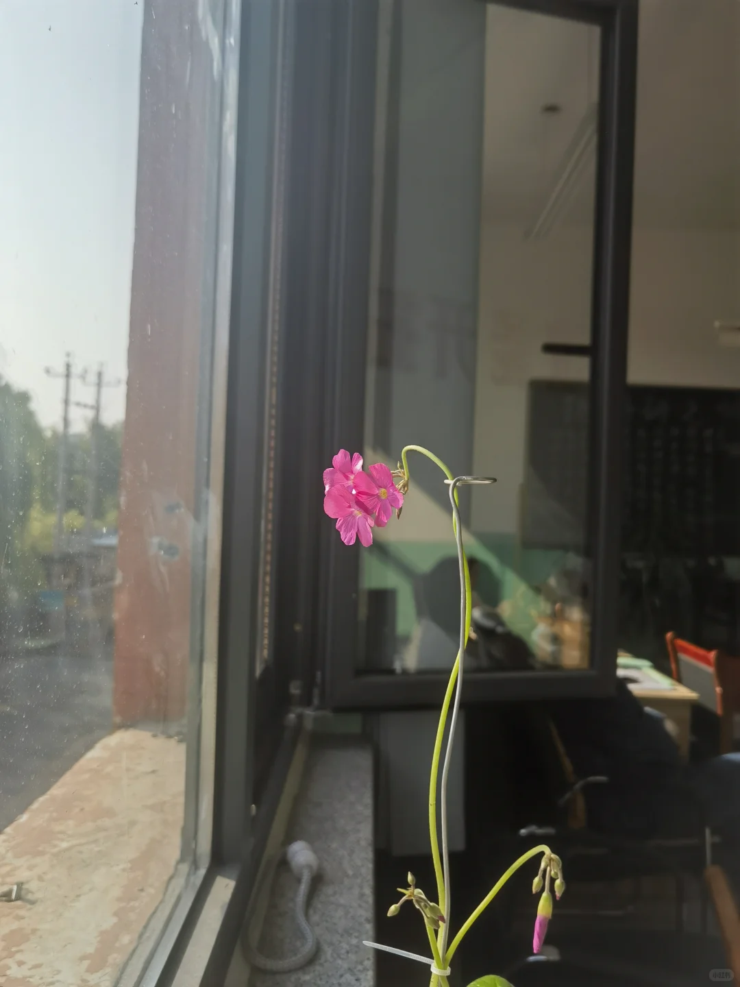 姿态妖娆的酢浆草，你有吗？😅