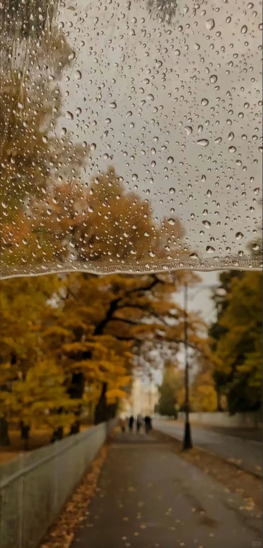 被问爆的秋日壁纸！每一张都像把秋天揣兜里