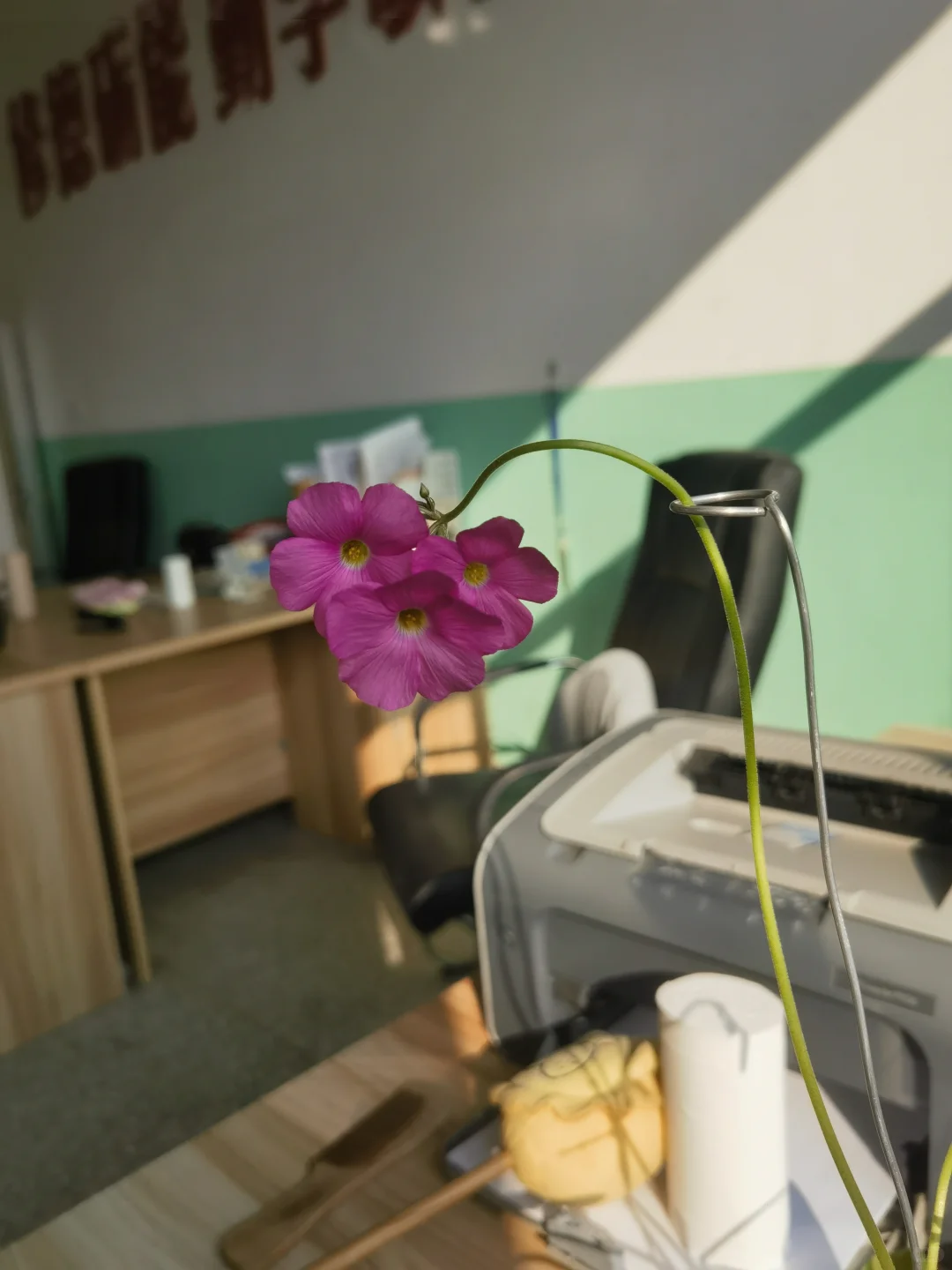 姿态妖娆的酢浆草，你有吗？😅