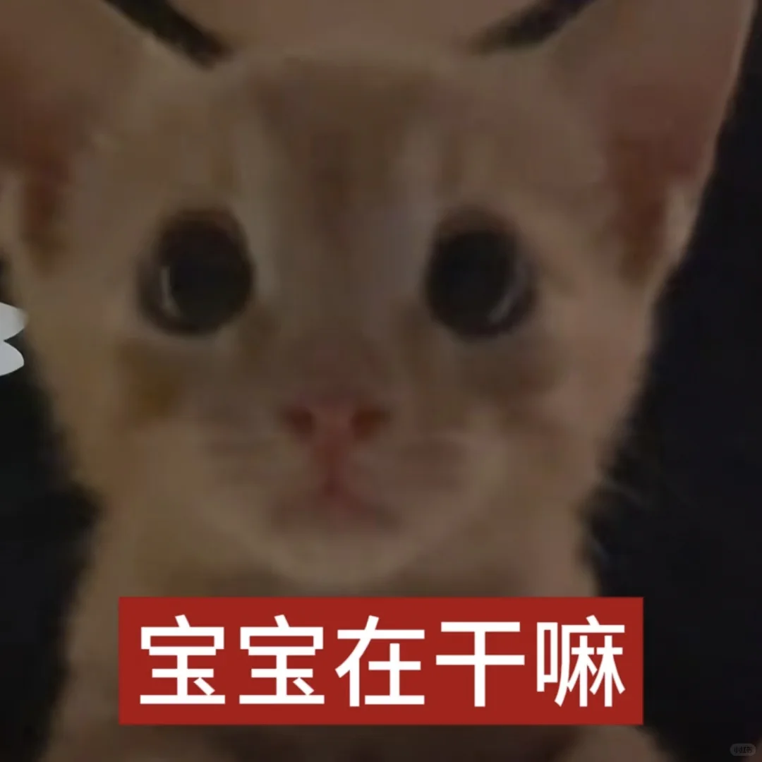 我爱你呀宝宝【审美积累第十二弹】