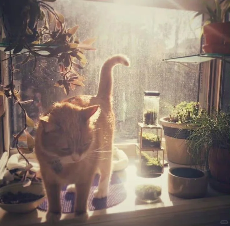 𝐖𝐞𝐂𝐡𝐚𝐭头像背景图搭配｜古早复古风