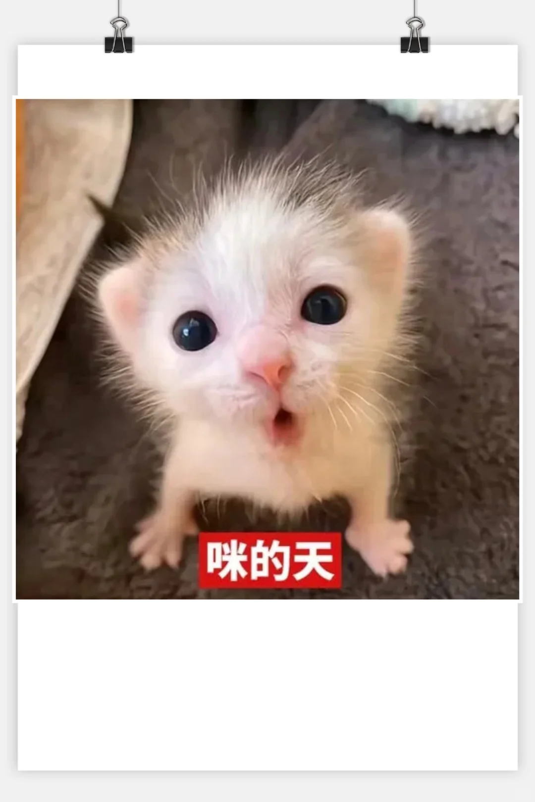 审美积累‖猫咪表情包‖小奶猫meme第一弹