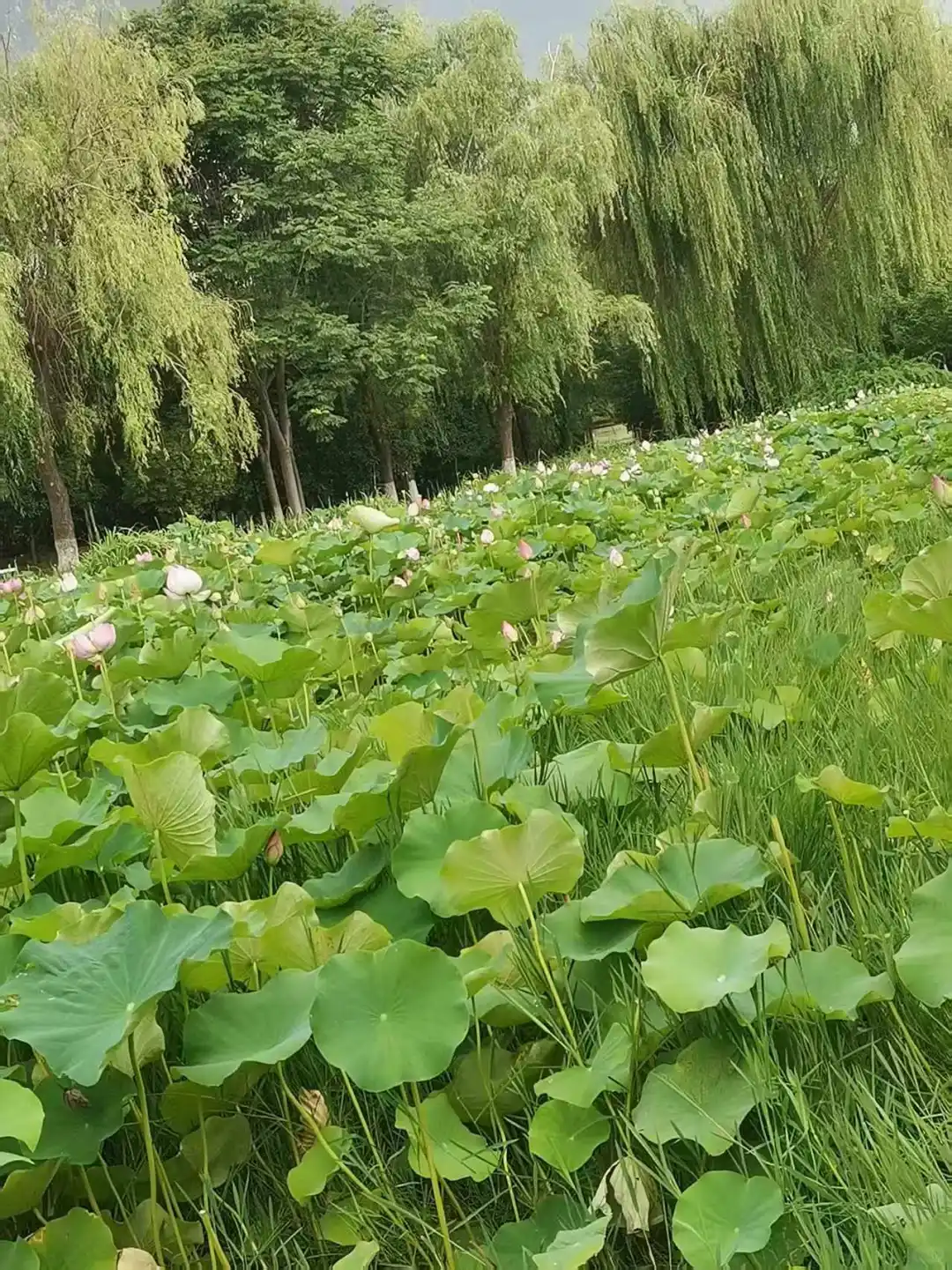 50岁，老阿姨还有人喜欢嘛？