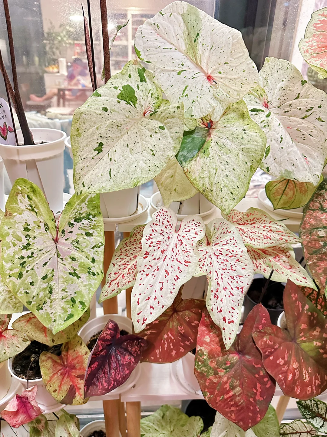 7月的彩叶芋雨林依旧妖娆