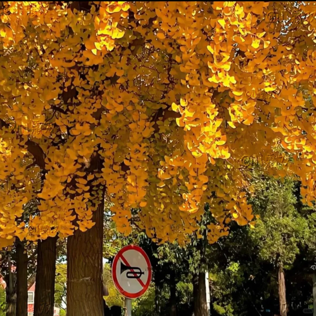 WeChat｜氛围感 女头 背景图搭配✰⋆⁺₊⋆🍂