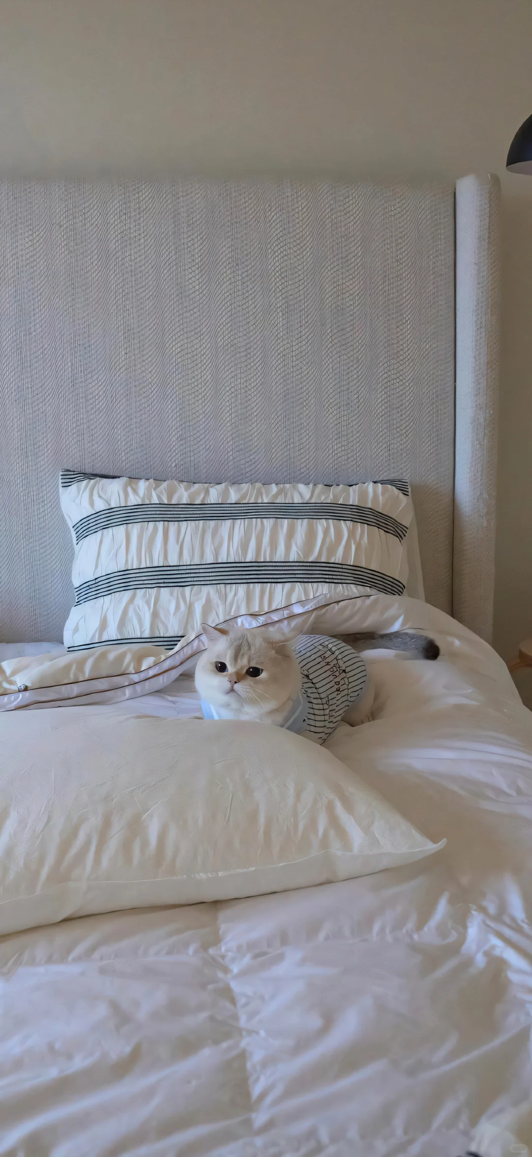 𝒔𝒉𝒂𝒓𝒆 | 冷淡风壁纸