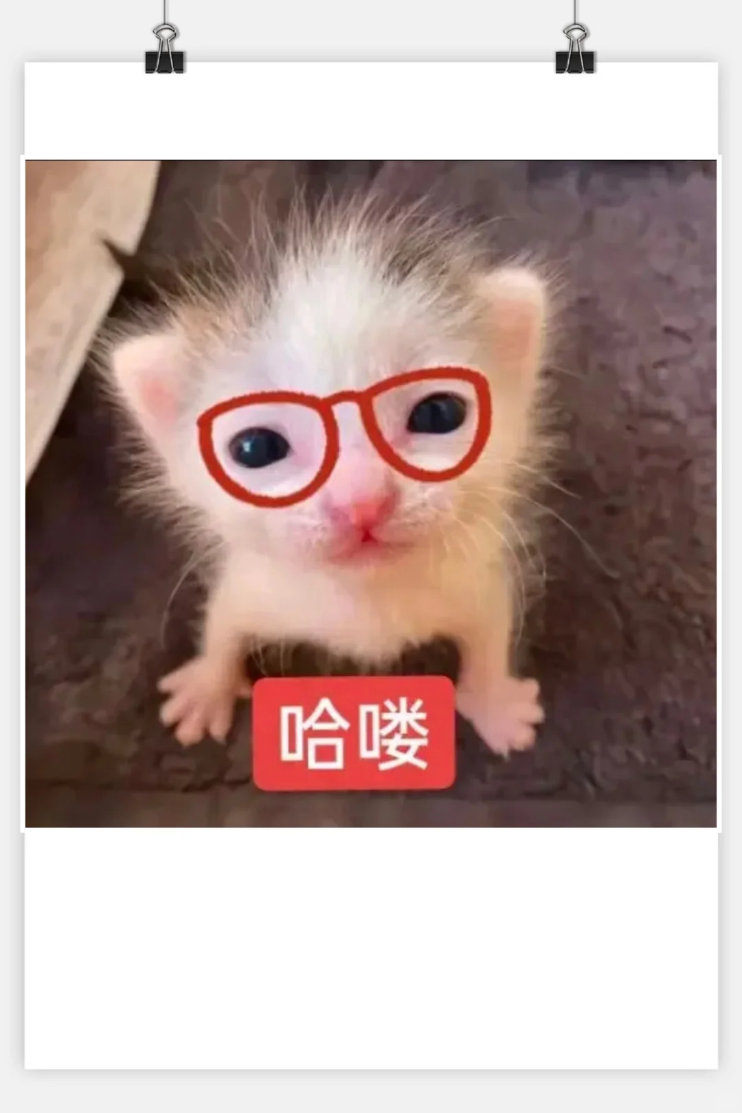 审美积累‖猫咪表情包‖小奶猫meme第一弹