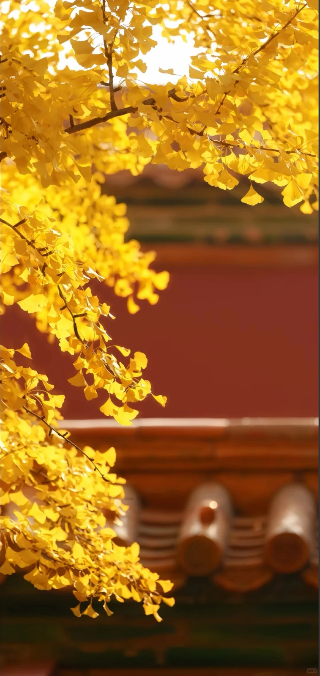 被问爆的秋日壁纸！每一张都像把秋天揣兜里