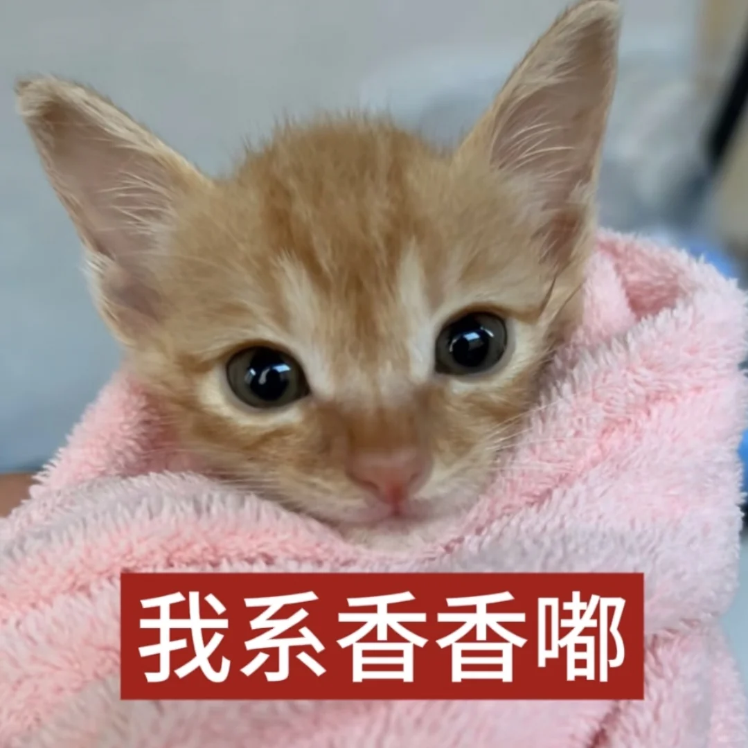 我爱你呀宝宝【审美积累第十二弹】