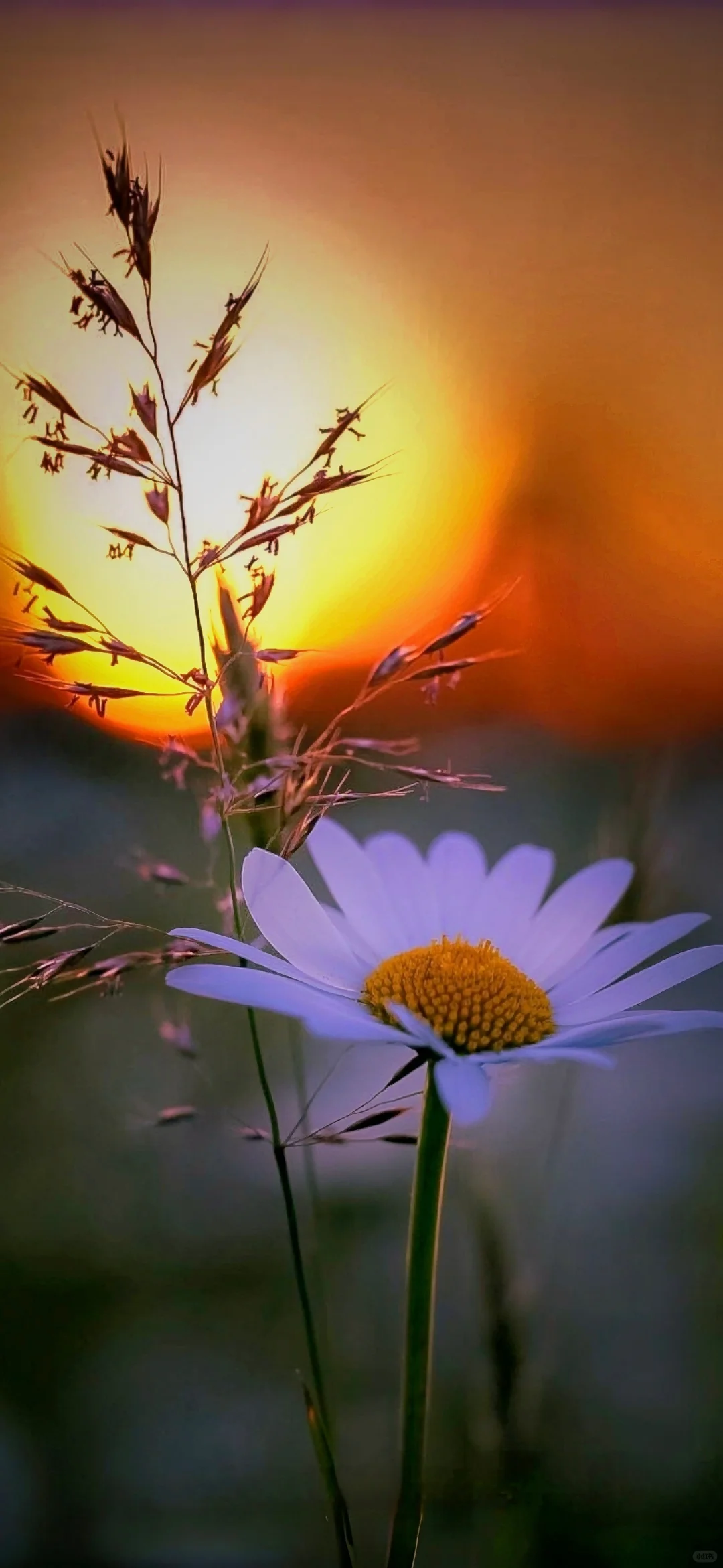 Share壁纸｜治愈系日出壁纸｜高清全屏