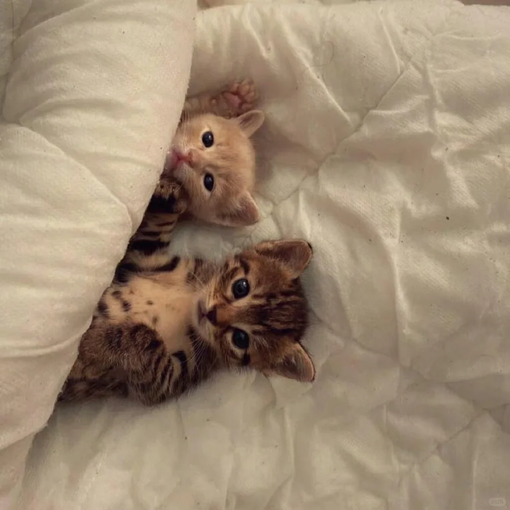 𝐖𝐞𝐂𝐡𝐚𝐭头像背景图搭配｜古早复古风