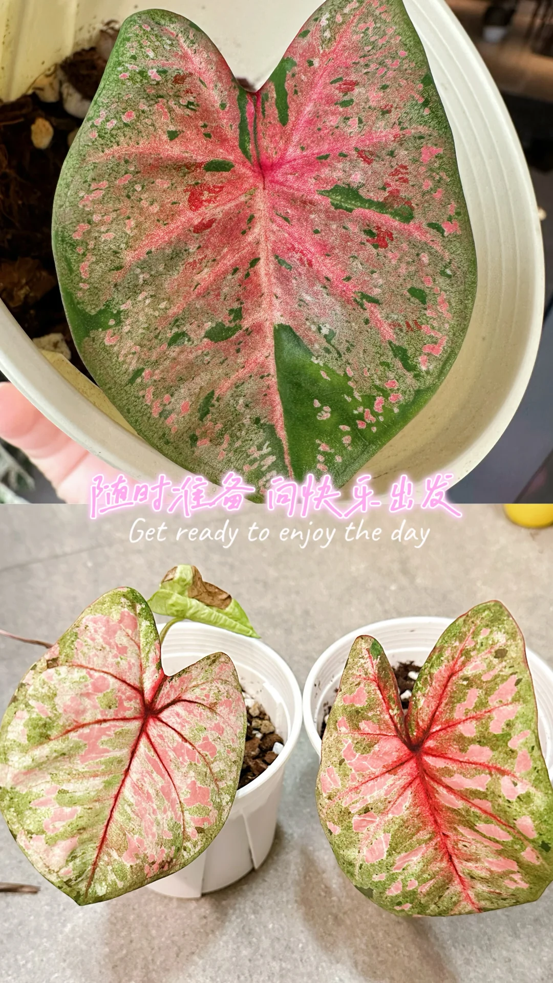 7月的彩叶芋雨林依旧妖娆