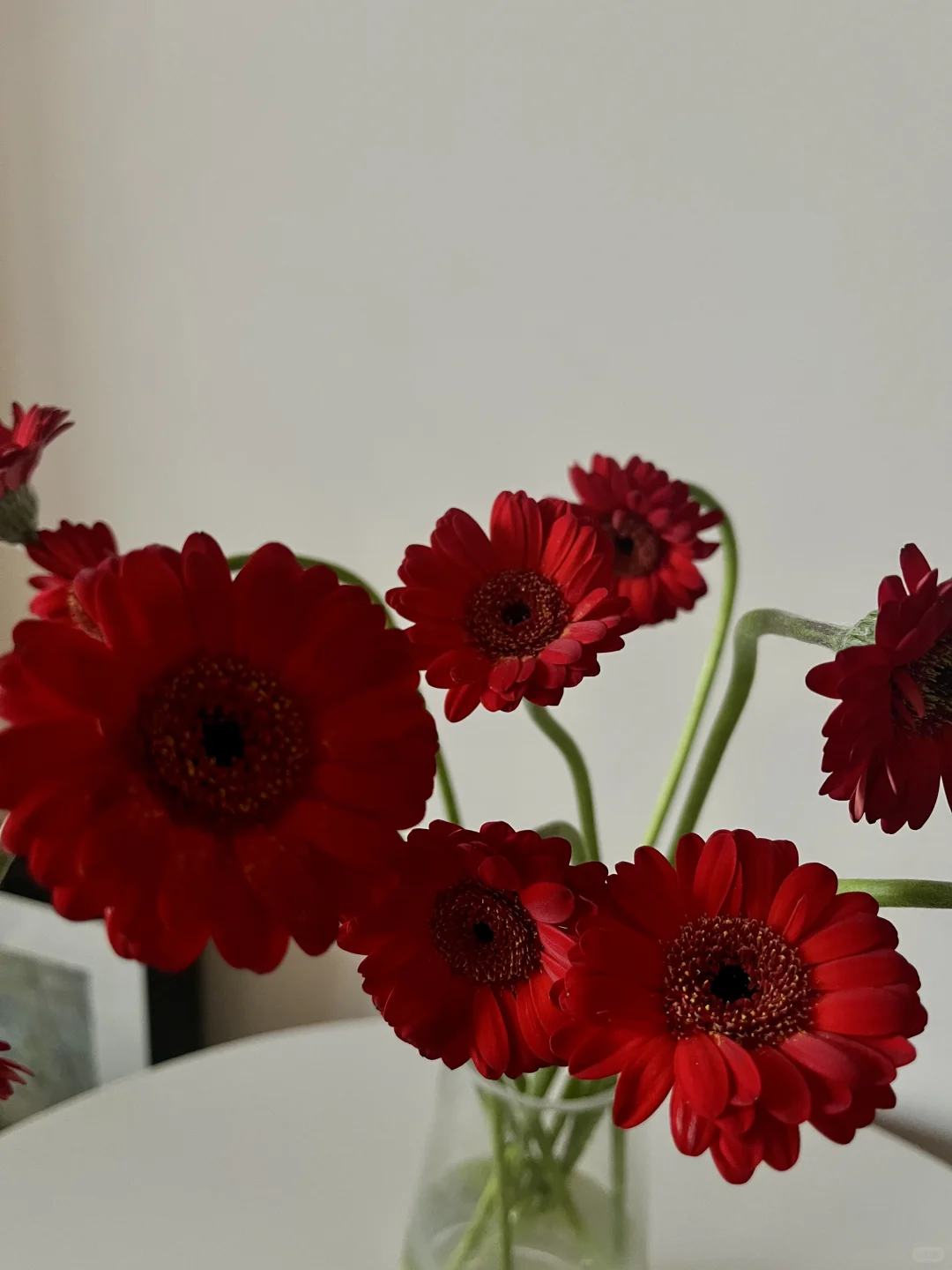 妖娆的玲珑非洲菊