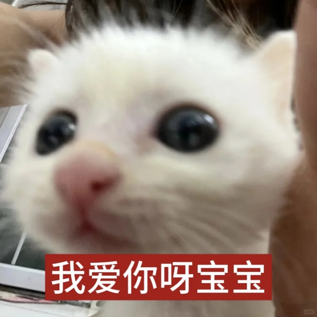 我爱你呀宝宝【审美积累第十二弹】