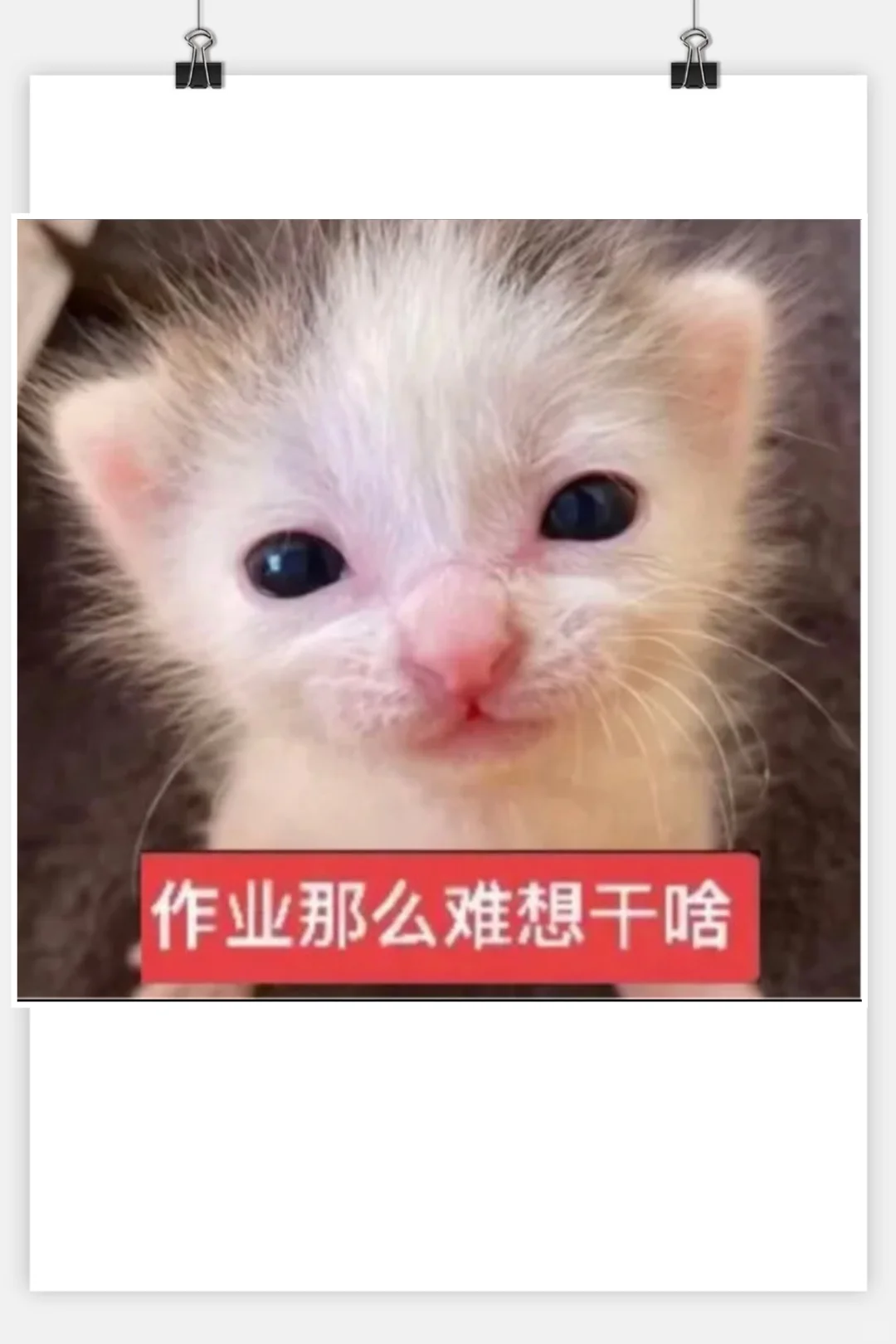 审美积累‖猫咪表情包‖小奶猫meme第一弹