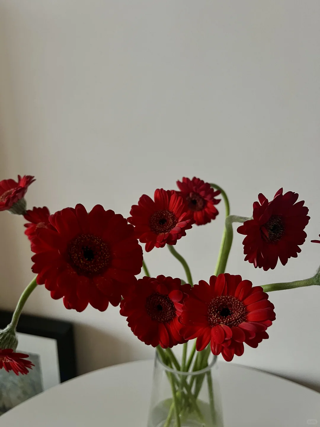 妖娆的玲珑非洲菊